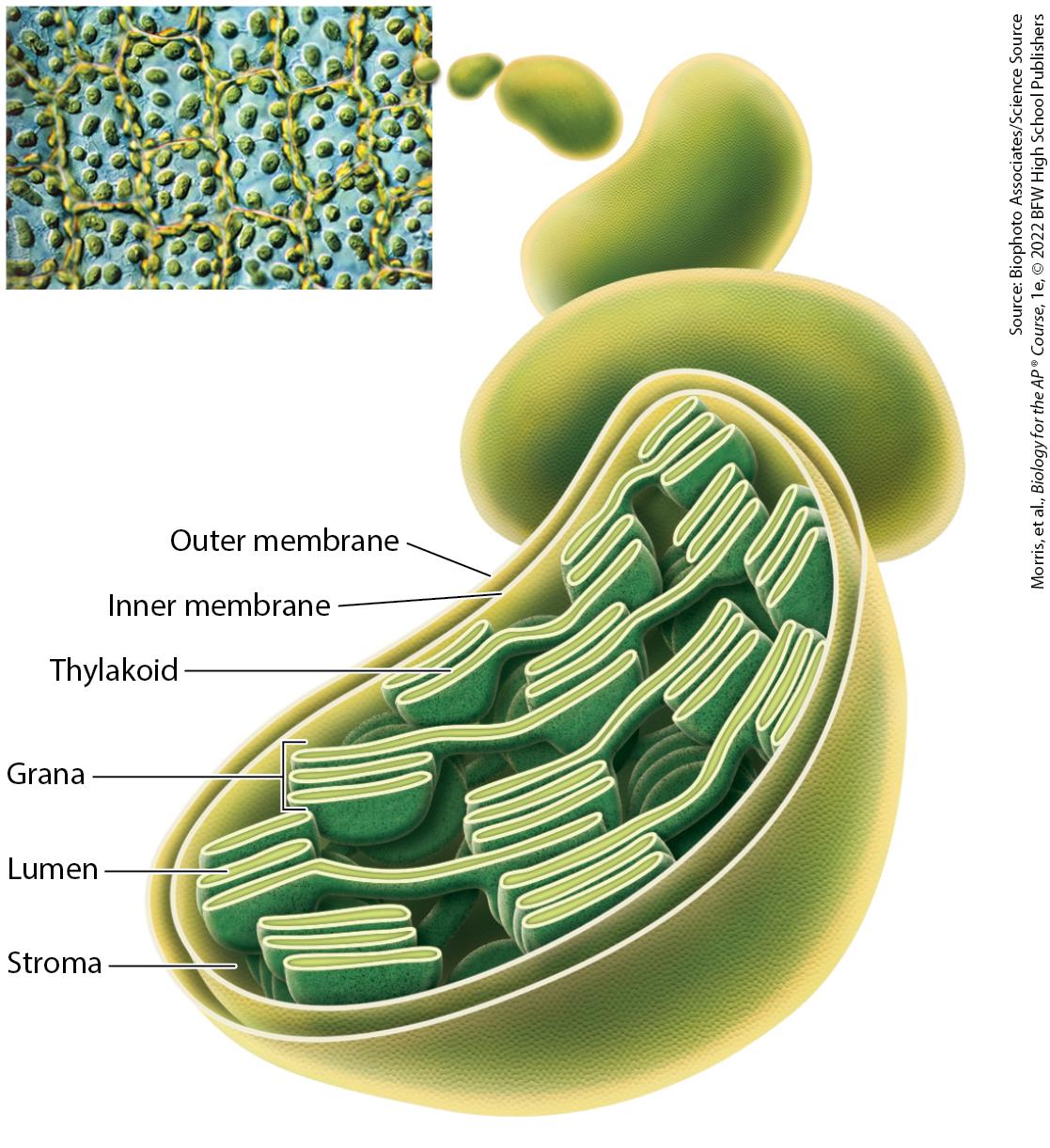 <p>highly folded structures that are made up of stacks of pancake-like grana; folding of thylakoid membrane greatly increases its surface area, allowing for the production of high levels of NADPH and ATP</p>