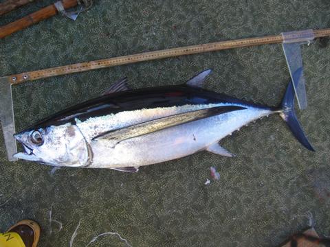<p>Metallic blackish blue dorsally and silvery on sides and below</p><p>pectoral fins are very long and reach well beyond the second dorsal fin origin (to or beyond the second dorsal finlet)</p><p>The second dorsal fin is slightly yellow </p><p>caudal fin has a white margin</p>