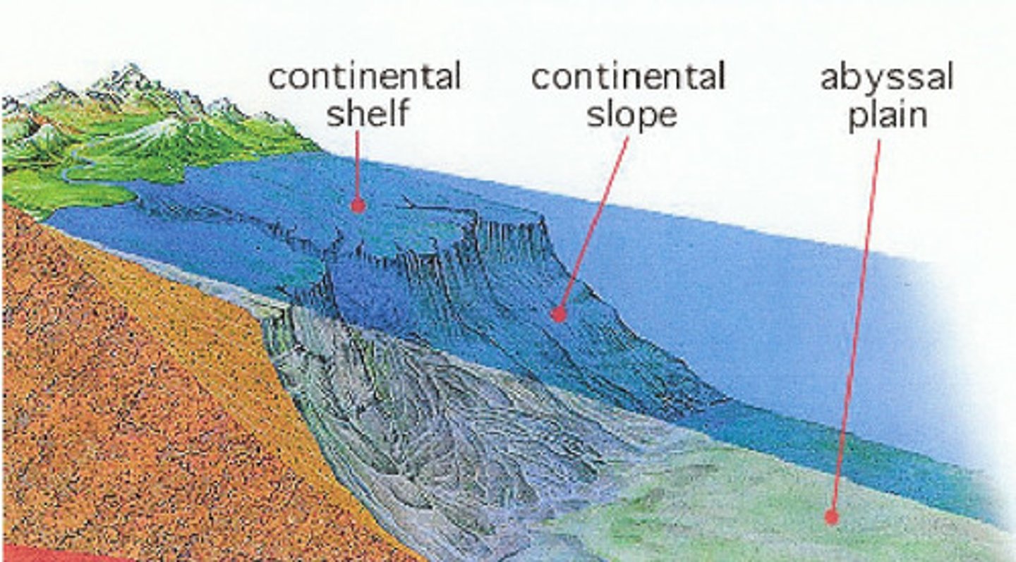 <p>very level area of the deep-ocean floor, usually lying at the foot of the continental rise</p>