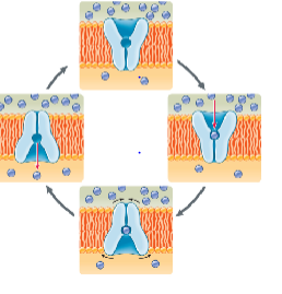 <p>These are _____ proteins</p>