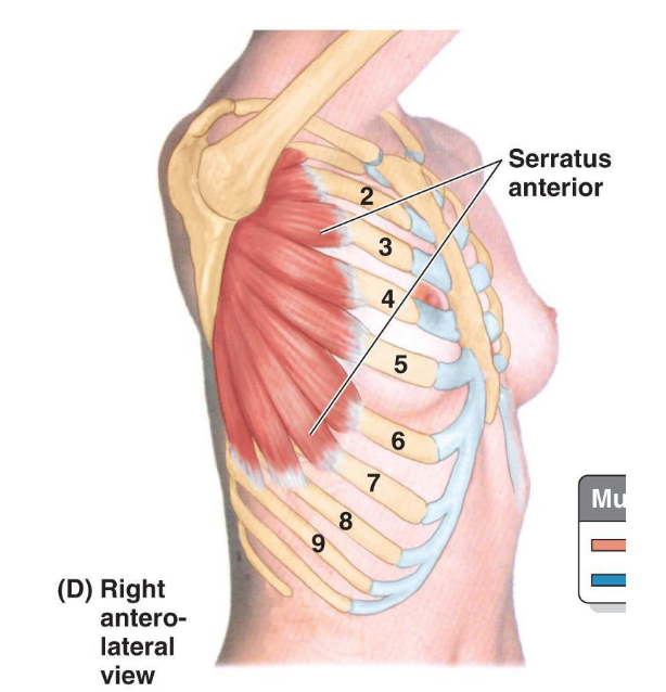 <p>A: scapular protraction, upward rotation of scap, and contracts to hold medial border of scap firmly against the rib cage</p><p>N: long thoracic nerve; C5-7</p>