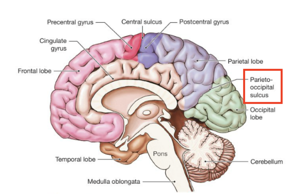 <p>What structure is only visible via midsagittal plane ?</p>