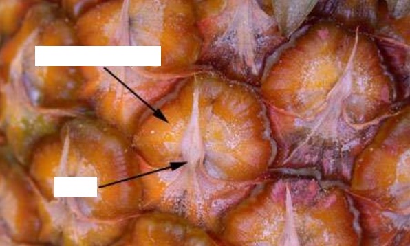 <p>Identify the structures in pineapple, a multiple fruit.</p>