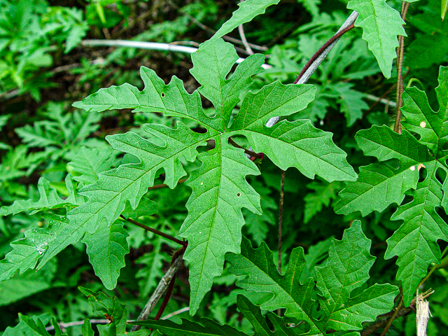 <p>Alamo Vine </p>