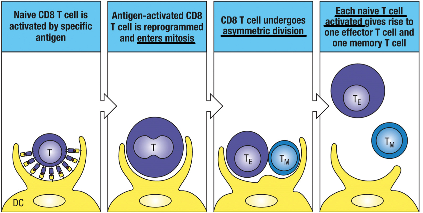 <p>process that changes the metabolism from catabolism to anabolism, triggering asymmetric division of the T cell to give rise to one effector T cell and one memory T cell</p>