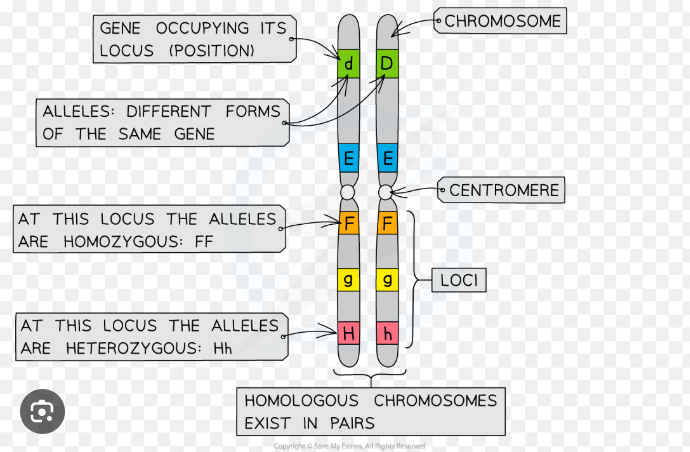 <p>They can still occupy the same position (locus) on the chromosome </p>