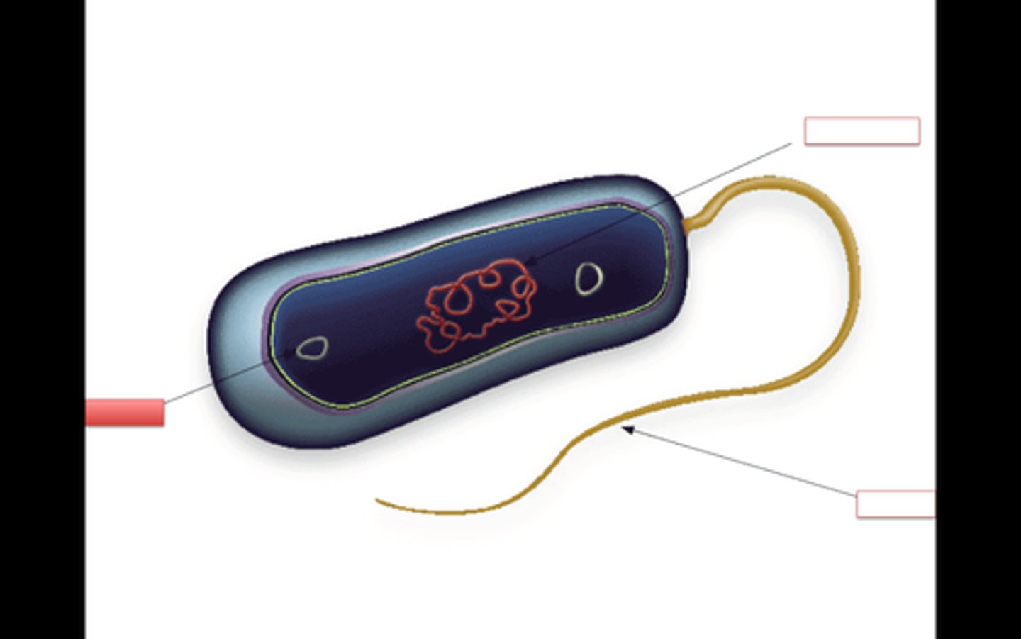 <p>Small extra piece of circular DNA found inside bacteria</p>