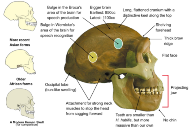 <p>H. habilis → H. ergaster → H. erectus</p><p>2 mya - 400 000 ya</p><ul><li><p>Early examples had a 850cc brain size, which increased to 1100cc</p></li><li><p>The species definitely had speech (enlarged Broca’s area, region of brain for speech, and structure of jaw &amp; throat)</p></li><li><p>H. erectus developed tools, weapons and fire and learned to cook food</p></li><li><p>Face had massive jaws with huge molars, no chin, thick brow ridges, and a long low skull</p></li><li><p>Sturdier in build and much stronger than the modern human</p></li></ul>