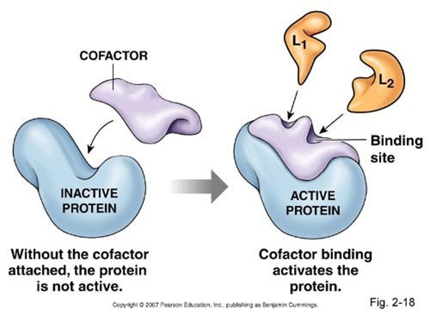 <p>non-protein group that binds to enzymes and helps them function, often metals such as copper, iron, zinc etc.</p>