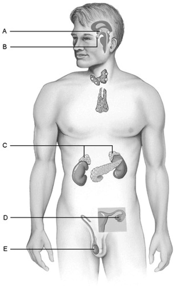 <p>Produce hormones that direct the production of the secondary male sex characteristics</p>