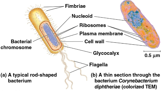 <p>Prokaryotic cells</p>