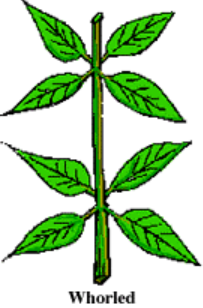 <p>three or more leaves or other parts attached to a stem at the same point</p>