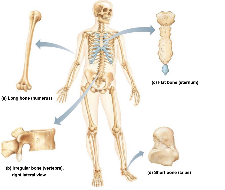 <p>Into four types:</p><ul><li><p>long bones</p></li><li><p>short bones</p></li><li><p>flat bones</p></li><li><p>irregular bones</p></li></ul><p></p>