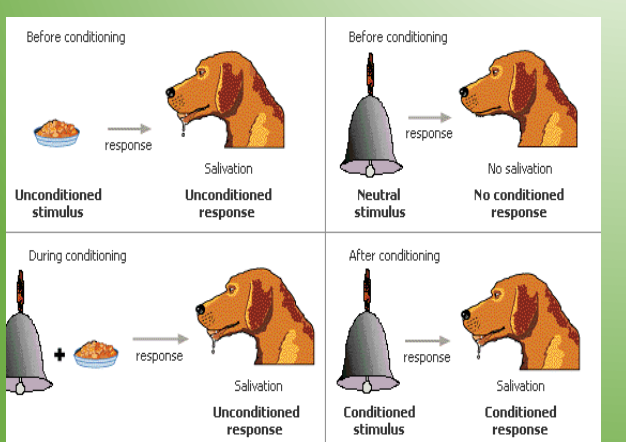 <p>Pavlov (NS + UCS → UCR)</p><p>• Initially, NS is meaningless, but the UCS is important...</p><p>• If NS + UCS occurs over time, the NS becomes important alone...</p><p>Repeated pairing of stimuli facilitates learning - as assigning new meaning to the previous NS</p><p></p>
