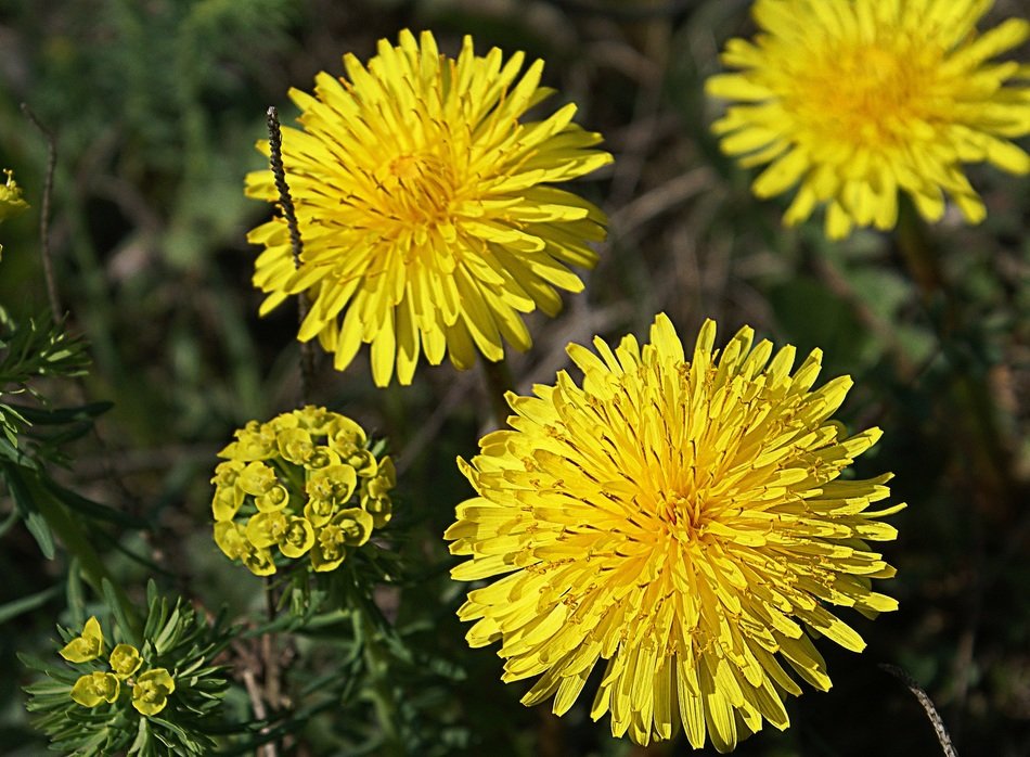 <p>common dandelion</p>