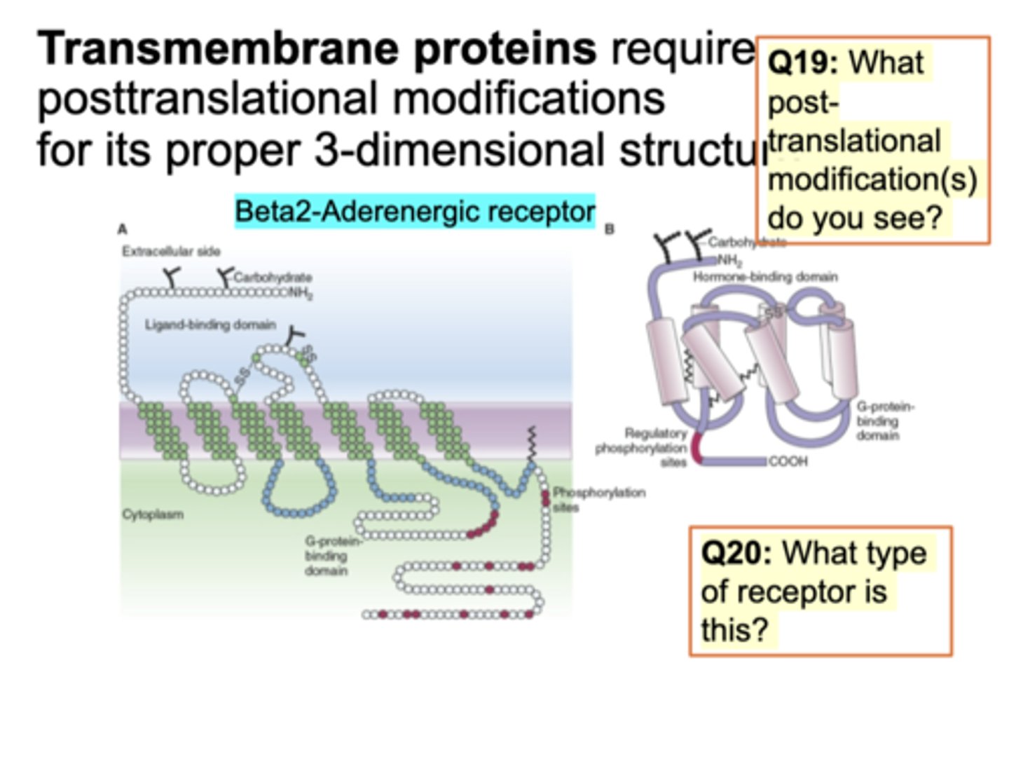 <p>protein is spanned multiple times. Protein is hydrophobic to make this structure and embedded. Diff types of C-terminus and N-terminus. Adding sugar/phosphorylation at C-terminal end. G-protein binding domain - small protein that binds to GDP and hydrolysis (exchange b/w GDP and GTP). Receptor is B-adrenergic receptor to make epinephrine/norepeinpehrine. Structure imp. </p><p>N/C; GDP for GTP and B-adrenergic for epinephrine/norepinephrine </p><p>Question on slide: What post-translational modification seen? glycosylation seen (carb addition), phosphorylation, and sulfur (disulfide bridge). What type of receptor is this? Tyrosine kinase/ion channel recceptor - GPCR. This receptor binds to G-protein.</p><p>What type of receptor is this? Tyrosine kinase/ion channel recceptor - GPCR. This receptor binds to G-protein.</p>