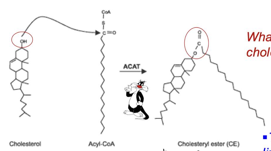 <p>Formed in the liver through the action of acyl-CoA-cholesterol acyl transferase (ACAT). Catalyzes the transfer of a fatty acid from coenzyme A to the hydroxyl group of cholesterol.</p>