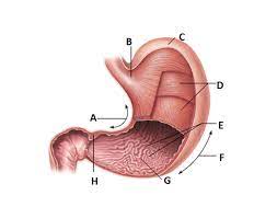 <p>Ridges on the hard palate and the wall of the stomach</p>