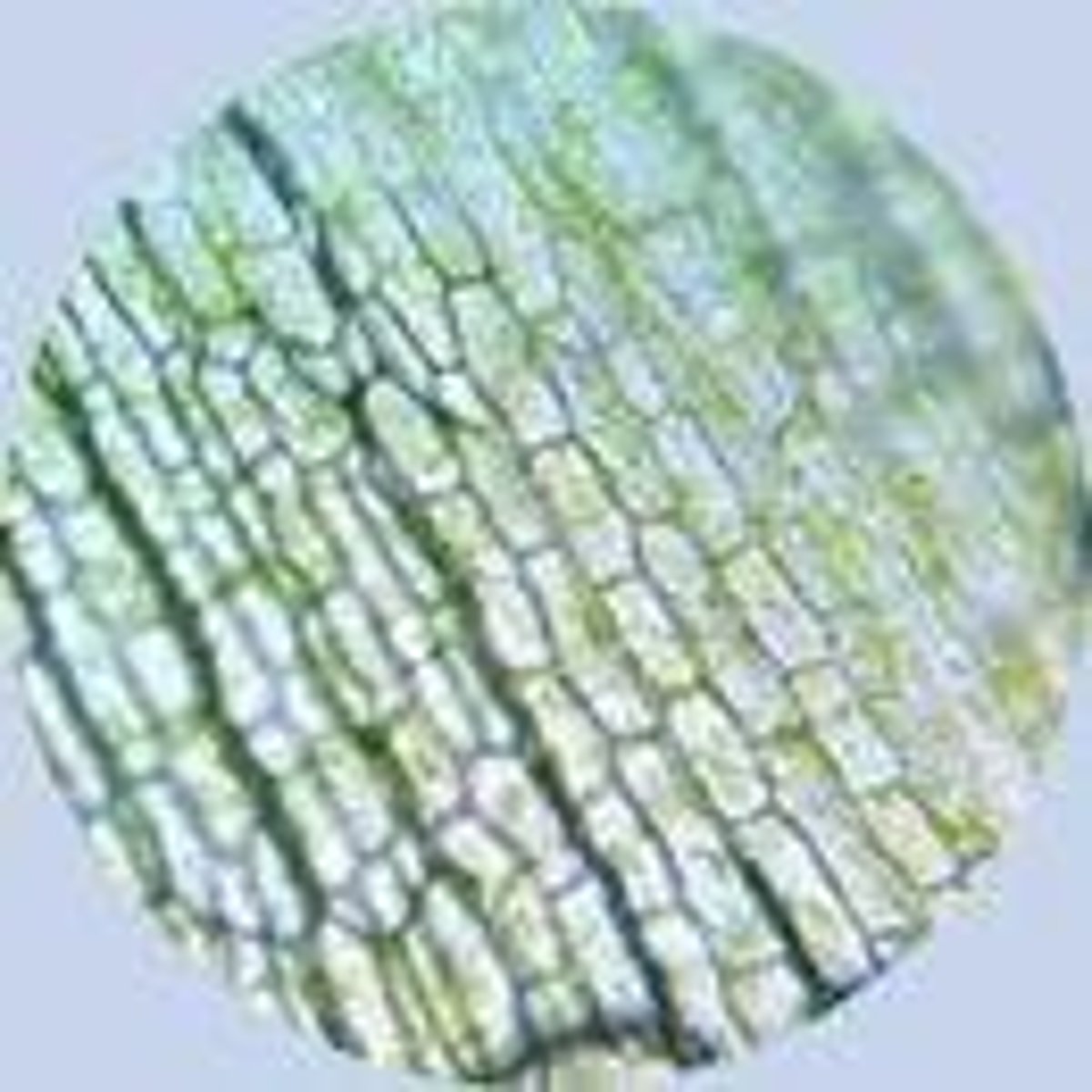 <p>The scientist who discovered cells in 1665 while observing a slice of cork under a microscope.</p>