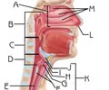 <p>Thyroid cartilage</p>