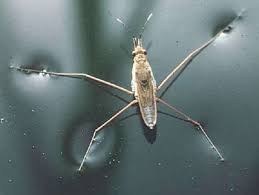 <p>Insects walking on water</p>