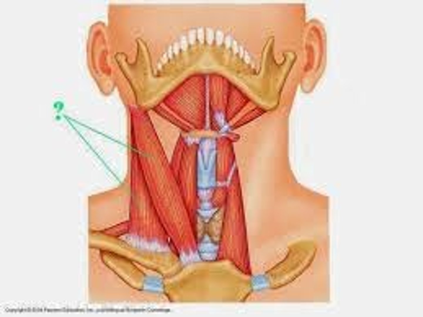 <p>Identify the indicated muscle.</p>