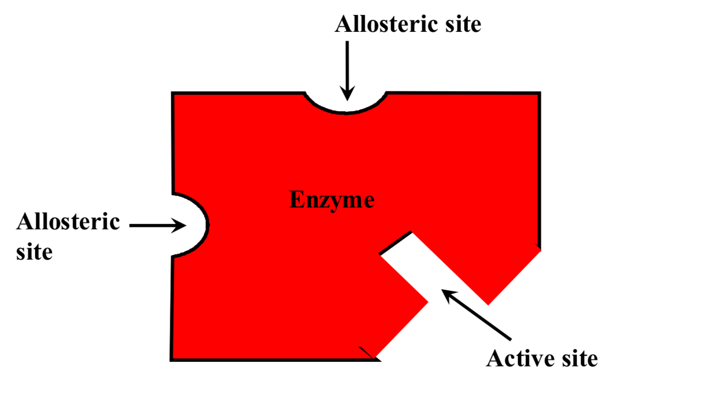 <p>What is the allosteric site of an enzyme?</p>