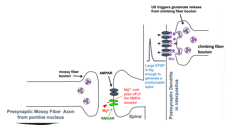 <p>IO neurons fire &amp; release glutamate onto interpositus neurons which generates EPSP</p><p>EPSP triggers AP in interpositus because lots of AMPAR in climbing fiber synapse</p><p>depolarization causes Mg2+ off NMDAR at mossy fiber</p>
