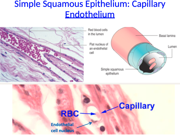 <p>What is capillary endothelium and what type of epithelium is it made of?</p>