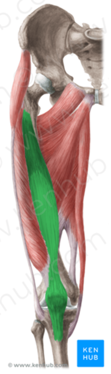 <p>under rectus femoris</p>