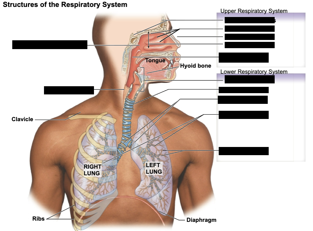 <p>label respiratory structures</p>