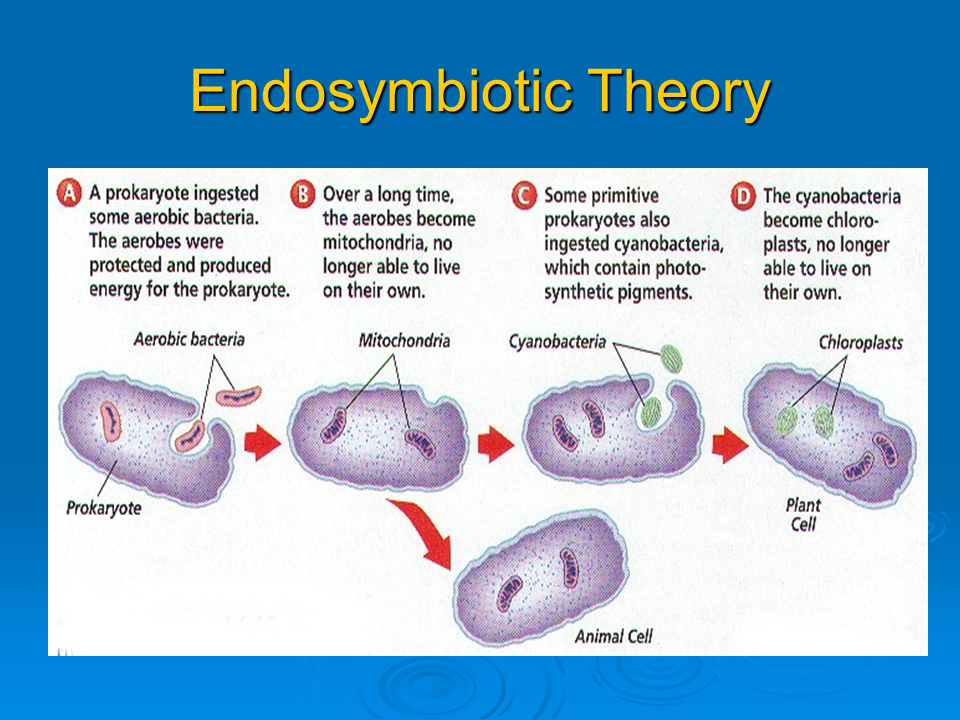 <p>What is the endosymbiotic theory?</p>