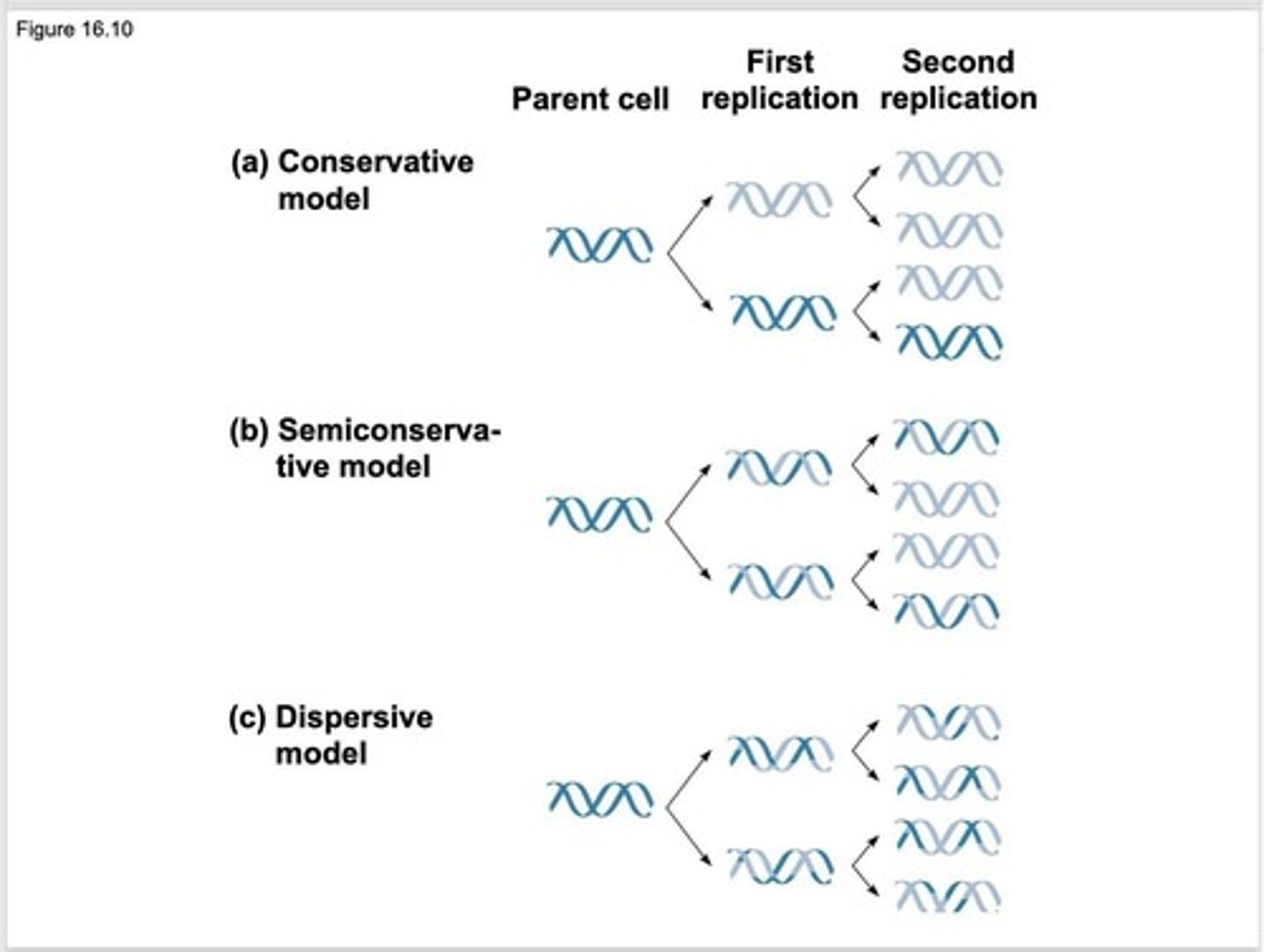 <p>Each of the two DNA molecules is composed of one strand from the original molecule and one newly synthesized strand.</p>