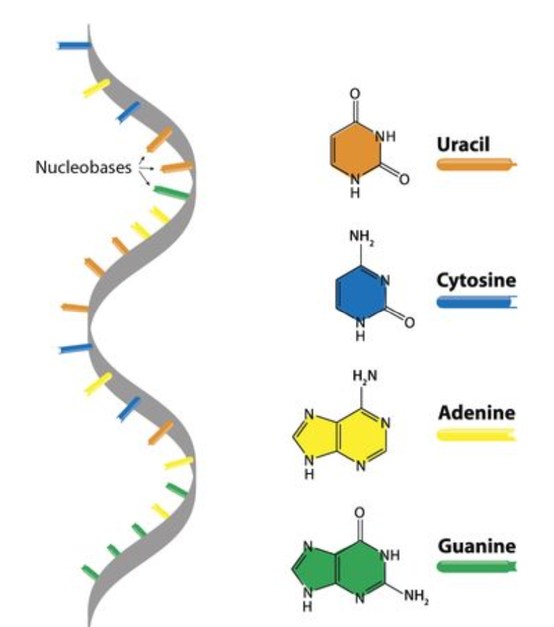 <p>A single stranded polynucleotide</p><ul><li><p>Varied in shape</p></li><li><p>Adenine - uracil; cytosine - guanine</p></li></ul>