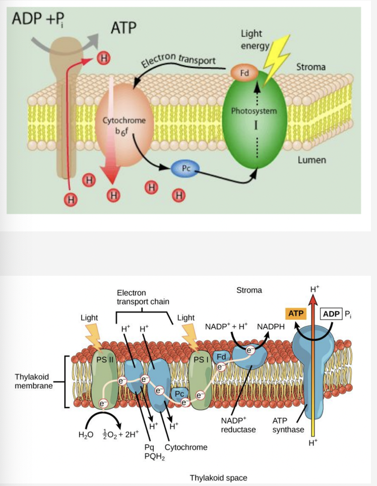 <ul><li><p>PS 1 works independently of PS 2 if the electron on ferredoxin is transferred to PQ rather than NADP+ reductase</p></li><li><p>this continuously pumps protons into the lumen → produces more ATP</p></li><li><p>more ATP is needed more than NADPH in the Calvin cycle which makes this process very useful</p><ul><li><p>9 ATP and 6 NADPH are needed to make 1 G3P (half of a glucose)</p></li></ul></li></ul>