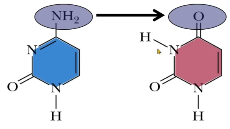 <p>it spontaneously converts into Uracil</p>