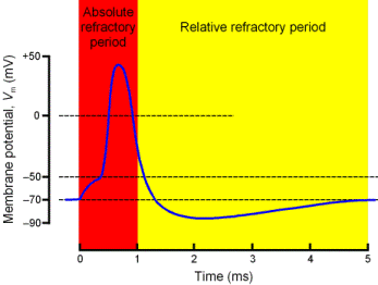 The refractory period is a period of time during which the neuron cell membrane is incapable of repeating an action potential. It is the amount of time it takes for the channels in the cell membrane to be ready for a second stimulus once it returns to its resting state following an action potential.