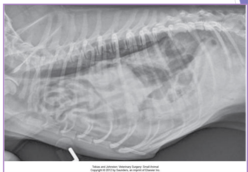 <p>Traumatic and congenital diaphragmatic hernia </p>
