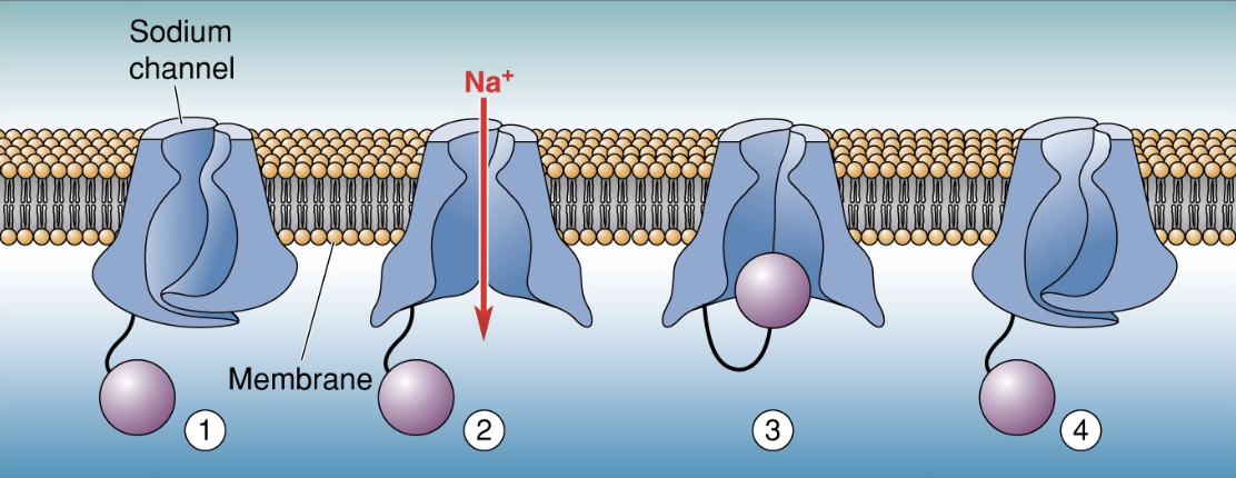 <ol><li><p>Depolarization: Na+ coming into cell from gradient force (make cell positive)</p></li><li><p>Cross 0 mv to positive</p></li><li><p>Inactivated state: ball and chain - ball flips up to inside and plugs the channel</p></li><li><p>absolute refractory period: inactivated state to resting potentional = no neurons firing</p></li></ol><p></p>