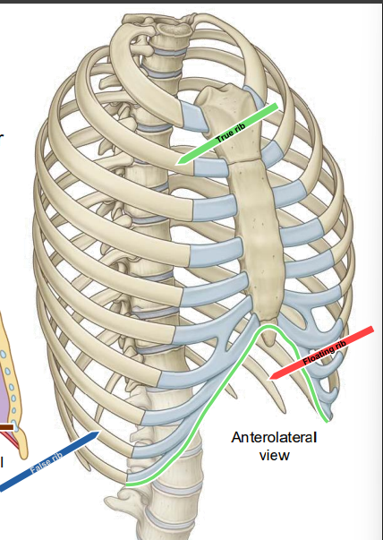 <p>Ribs 1–7 whose costal cartilages attach directly to the sternum.</p>