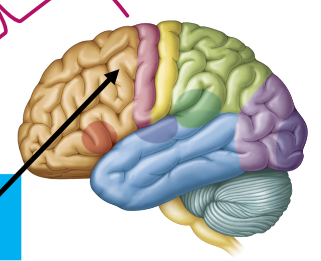 <p>What is the arrow pointing to?</p>