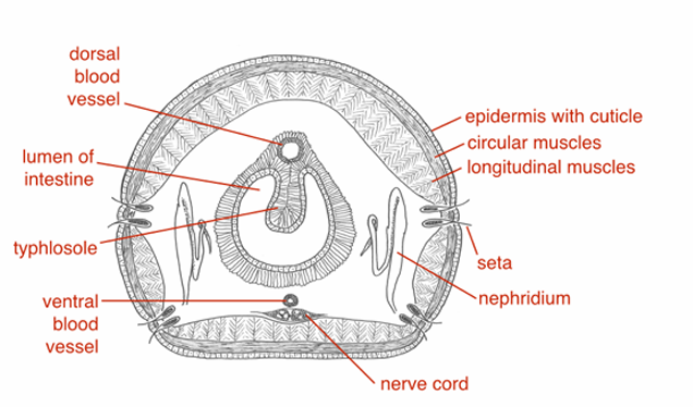 <p>What is this? Hint: cross section</p>