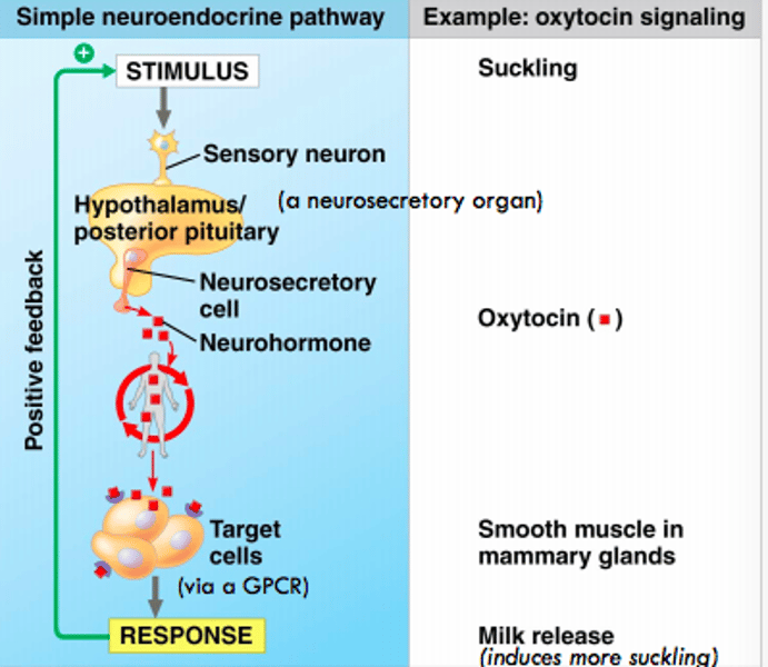 <p>Stimulus received by the sensory neuron which stimulates the neurosecretory cell to secrete a neurohormone.</p>