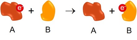 <p>Redox reactions involve electrons moving from one atom or molecule to another. Consider the example below, in which the transferred electrons are represented as an e-. Which of the reactants is oxidized in this reaction, and which is reduced?</p><p>a. Molecule A is reduced in this reaction, while molecule B is oxidized</p><p>b Both molecules A and B are oxidized in this reaction</p><p>c. Molecule A is oxidized in this reaction, while molecule B is reduced</p><p>d. Both molecules A and B are reduced in this reaction</p><p></p>