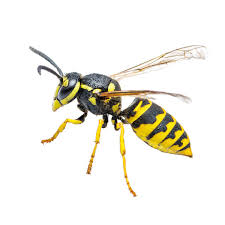 <p>Hornets/wasps (Horzels/wespen)</p>