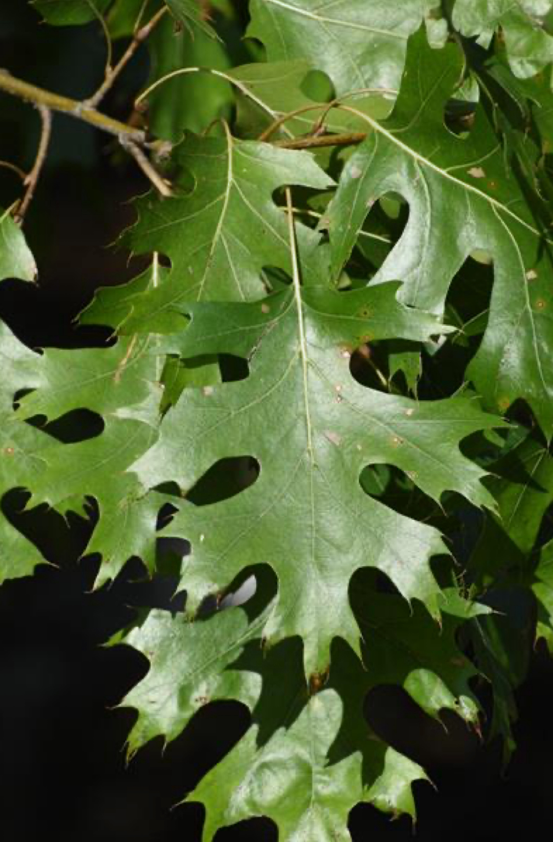 <p>shumard oak </p>