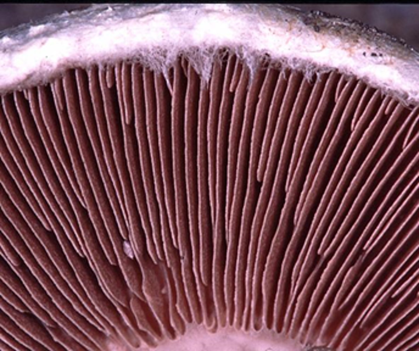 <p>lamellae (on surface bearing basidia/hymenium)</p>