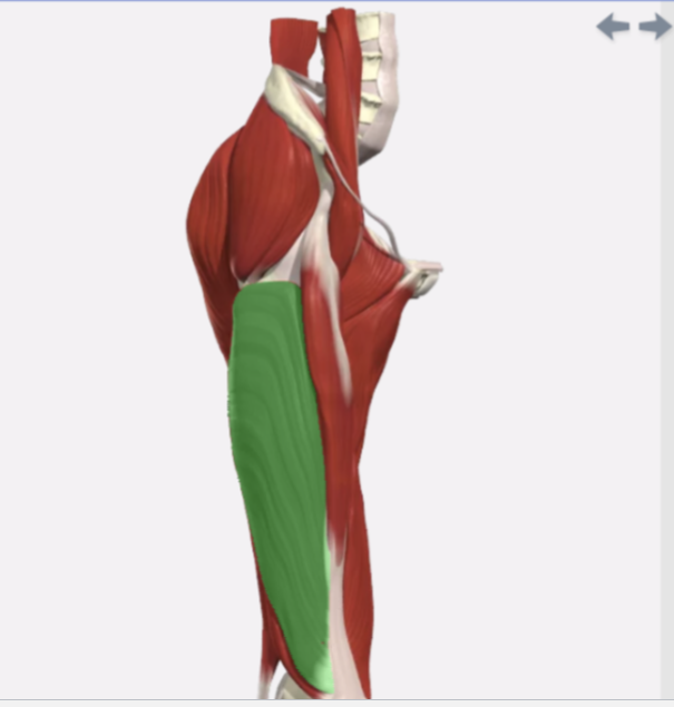 <p>Vastus Lateralis</p>