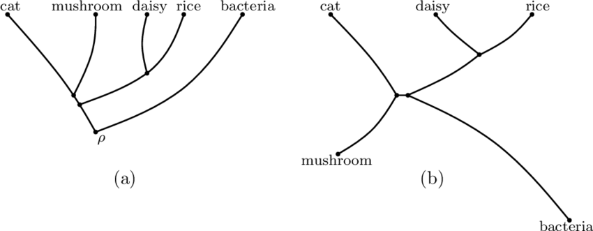 <p>shows the <strong>relationship amongst species</strong> but does <strong>NOT</strong> share a common ancestor (shown on example B)</p>