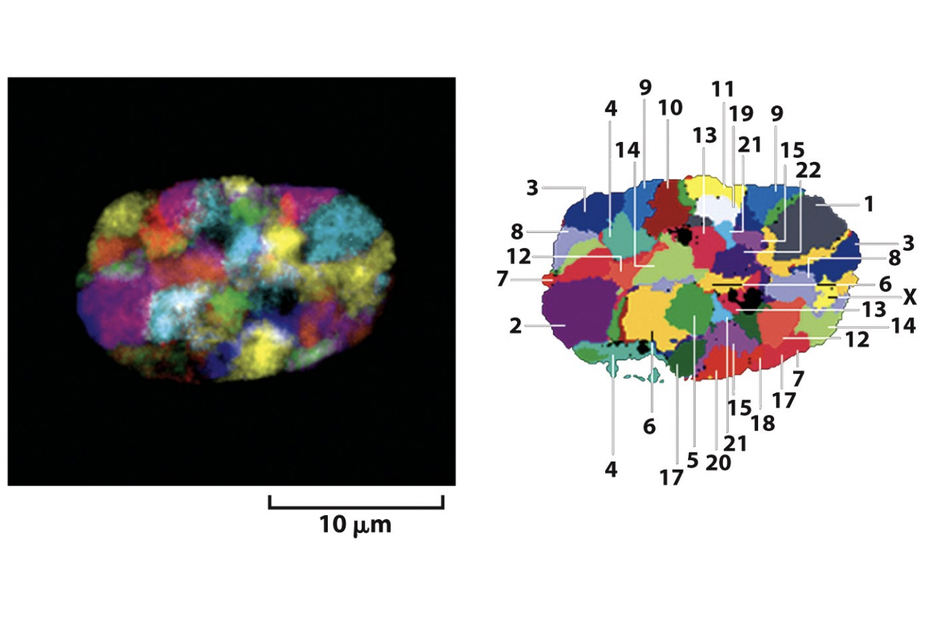<p>→ bt can these move around? Are they dynamic?</p><p><em>note that HeLa cells are not like this→ once mutated, cancer cells lose their territorial organisation</em></p>